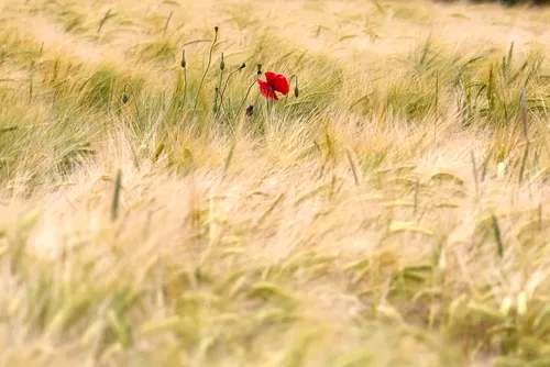 This nature photograph captures a single bright red poppy standing amidst a field of wheat, its vibrant color contrasting against the golden tones of the gently swaying crops. Taken in the late afternoon during the summer season, the image highlights the agricultural landscape, with the wheat fields stretching out in soft, flowing patterns. The presence of wild poppies interspersed amongst the wheat adds a splash of color to the expansive agricultural scene, reflecting the natural beauty often found in cultivated fields. The photograph emphasizes the importance of agriculture in rural environments while showcasing the resilience of poppies growing in the midst of the ripening wheat.